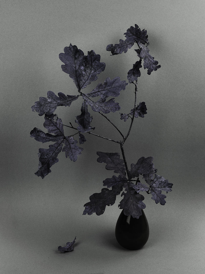 Aequaliter Cinis - image 1