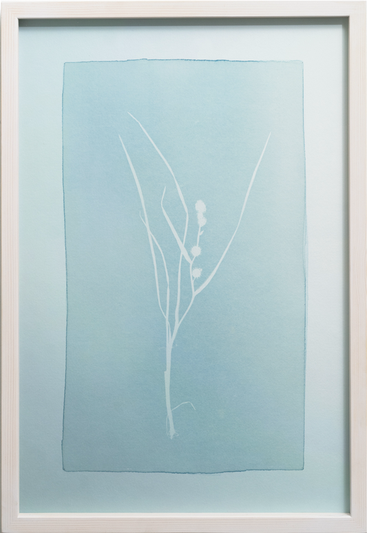 Nix's Hair, Sickle Grass, Slime Grass, Hag’s Children, Duckweed / Näkinhiukset, sirppiheinä, limaheinä, akanlapset ja limaska