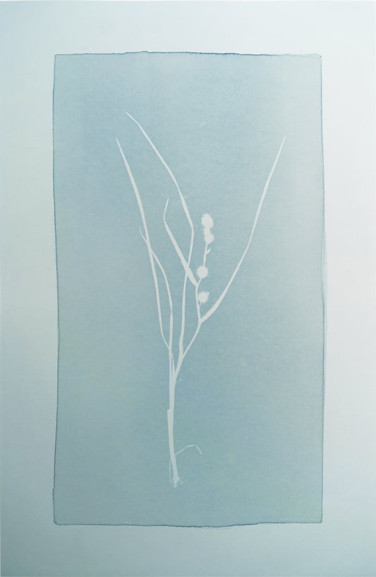 Nix's Hair, Sickle Grass, Slime Grass, Hag’s Children, Duckweed / Näkinhiukset, sirppiheinä, limaheinä, akanlapset ja limaska - image 4