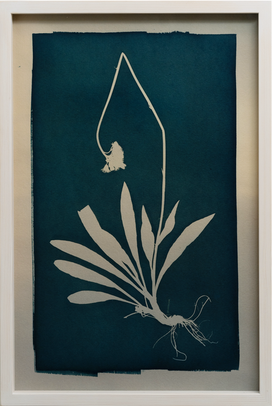 Poisonous Remedy / Myrkyllinen lääke