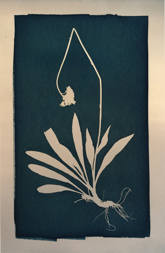 Poisonous Remedy / Myrkyllinen lääke - image 5