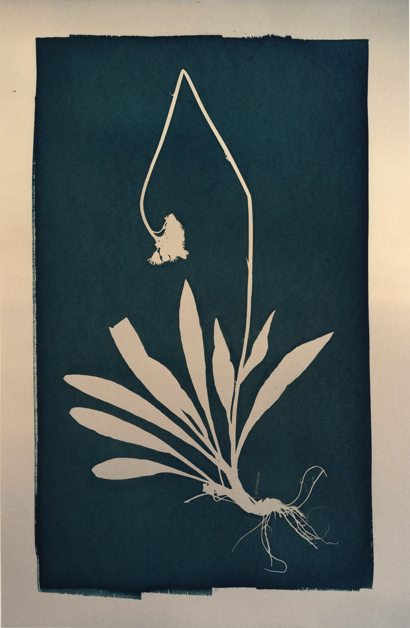 Poisonous Remedy / Myrkyllinen lääke - image 5