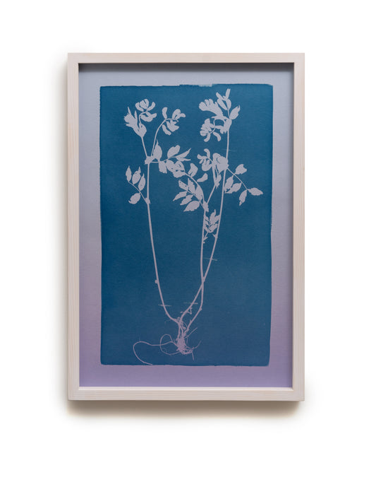 A Popular Cut Flower, Likely Responsible for the Decline of Entire Populations / Suosittu leikkokukkana, joka lienee hävittänyt kokonaisia populaatioita - image 5