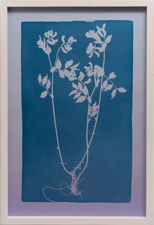 A Popular Cut Flower, Likely Responsible for the Decline of Entire Populations / Suosittu leikkokukkana, joka lienee hävittänyt kokonaisia populaatioita