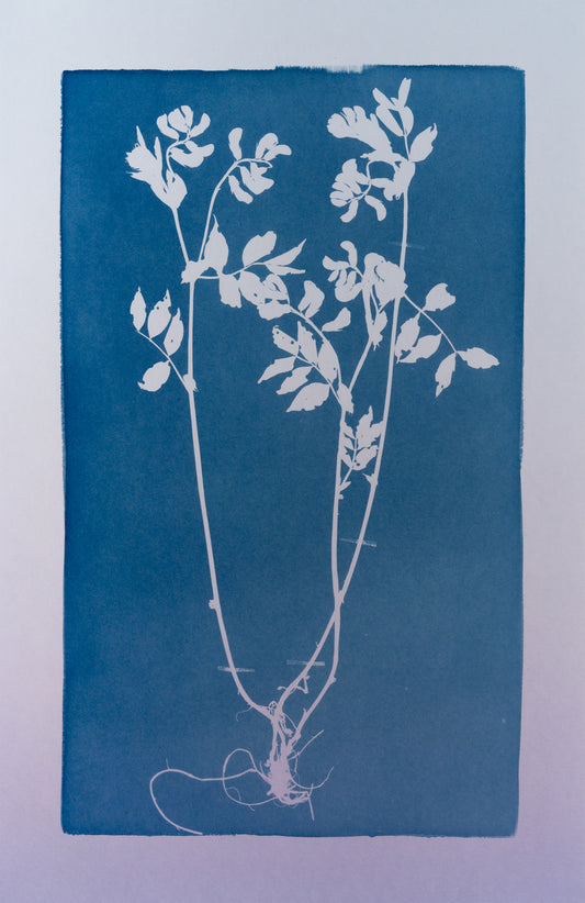 A Popular Cut Flower, Likely Responsible for the Decline of Entire Populations / Suosittu leikkokukkana, joka lienee hävittänyt kokonaisia populaatioita - image 2