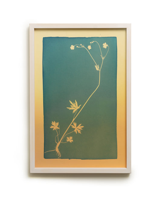 A textbook example of a plant / Oppikirjojen esimerkkikasvi - image 5