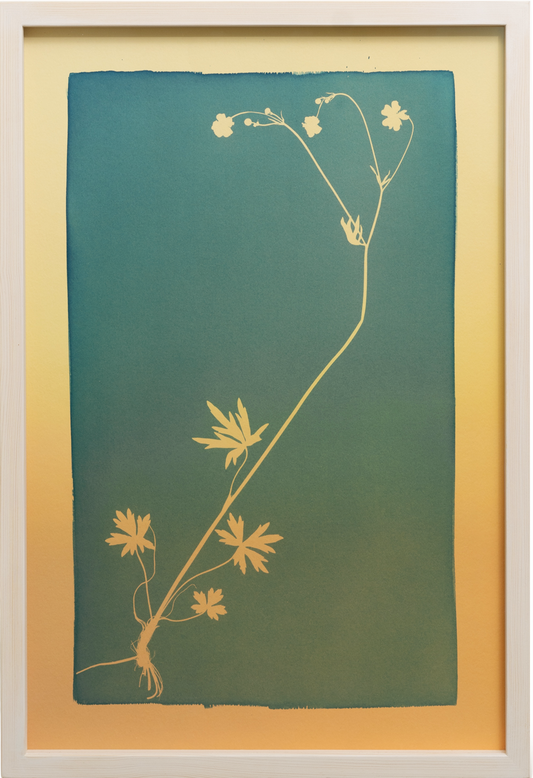 A textbook example of a plant / Oppikirjojen esimerkkikasvi