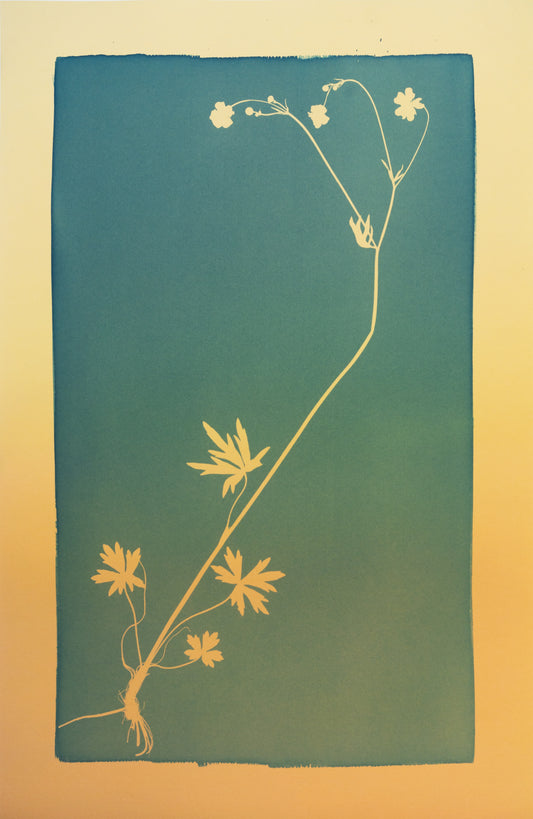 A textbook example of a plant / Oppikirjojen esimerkkikasvi - image 2