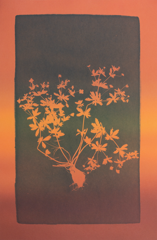 The blood-red liquid alludes to the power, potency, or ability of the remedy / Verenpunainen neste viittaa rohdoksen voimaan, mahtiin tai kykyyn - image 5