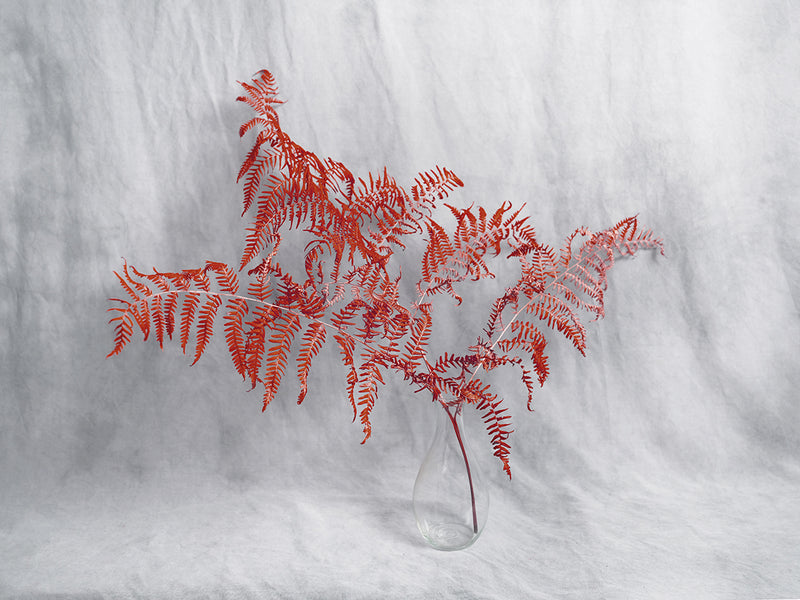 Falsum Glacies - image 1