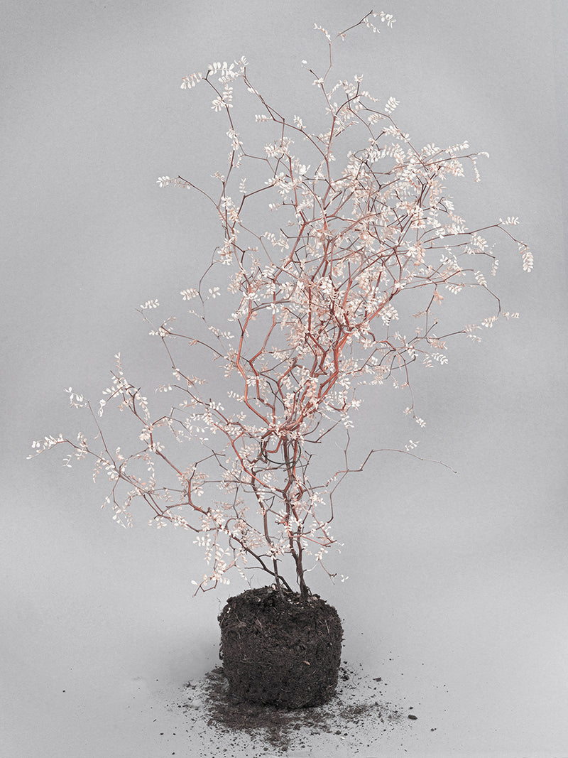 Fecerunt Omnes - image 1