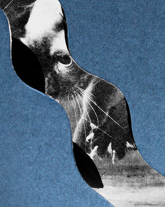 Echo of the gaze - image 3