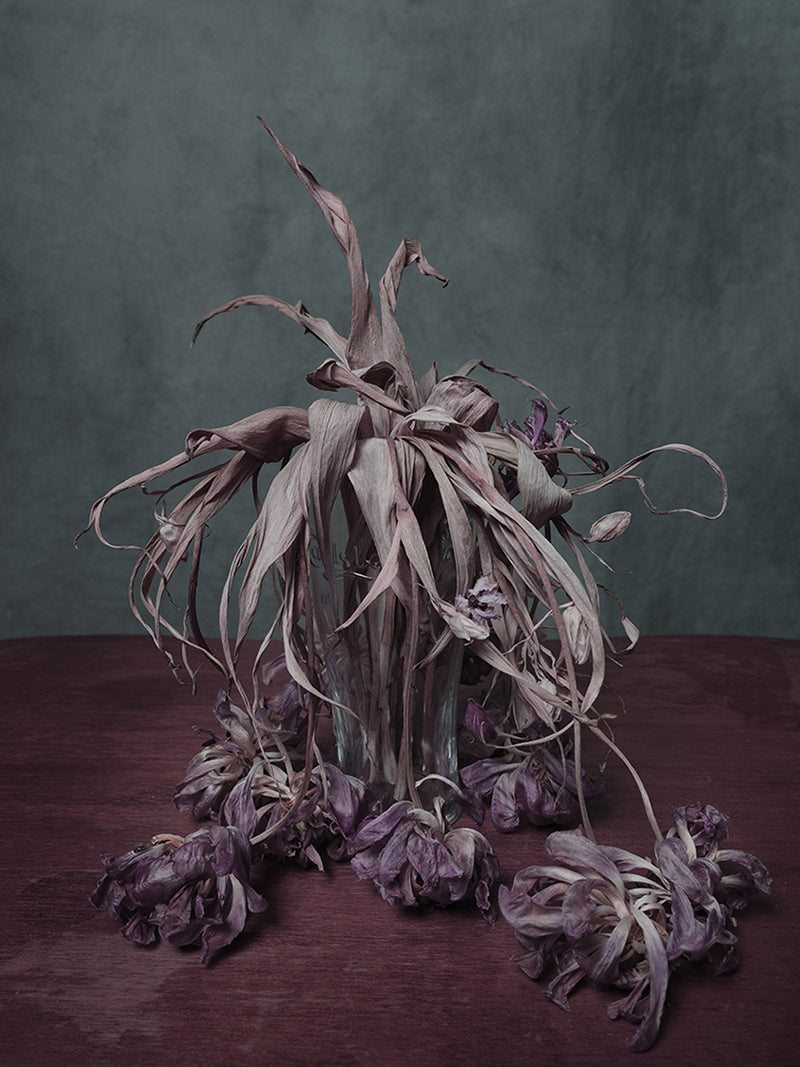 Dedit Tristes - image 1