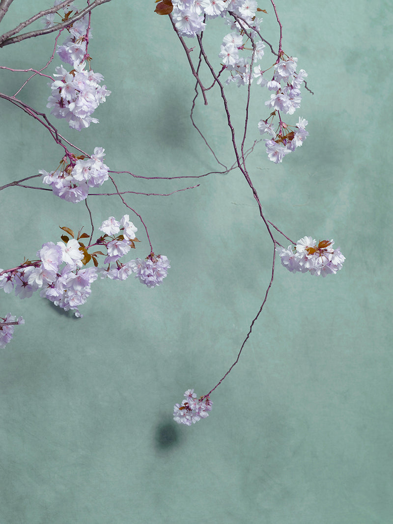 Dubium Uvam - image 1